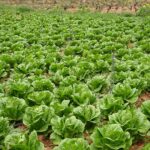 Cómo se cultiva la lechuga romana de manera adecuada