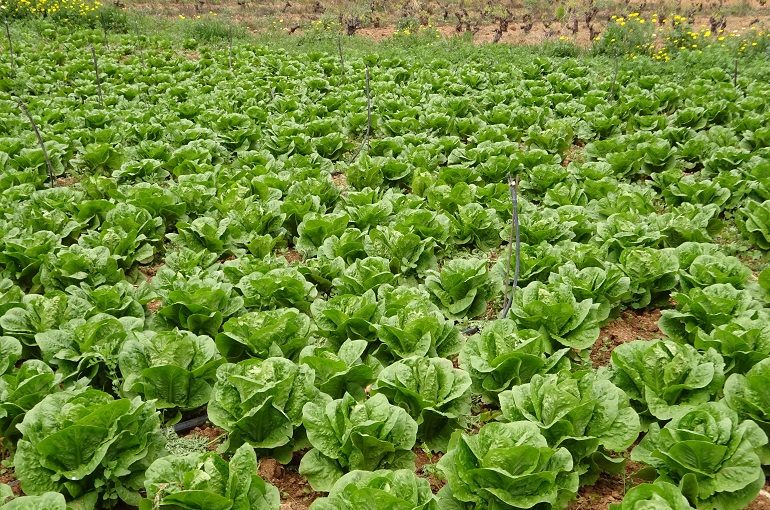 Cómo se cultiva la lechuga romana de manera adecuada