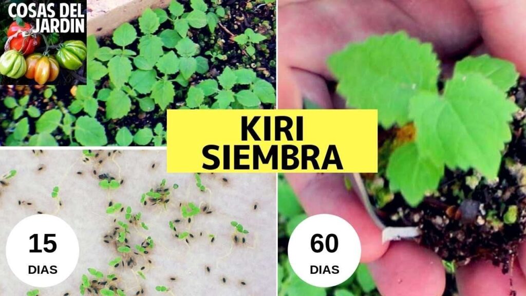 Cómo se cultiva la Paulownia a partir de semillas