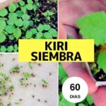 Cómo se cultiva la Paulownia a partir de semillas
