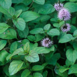 Cómo se cultiva la planta de Watermint (Mentha Aquatica)