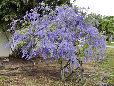 Cómo se cultiva la planta Queen’s Wreath en casa