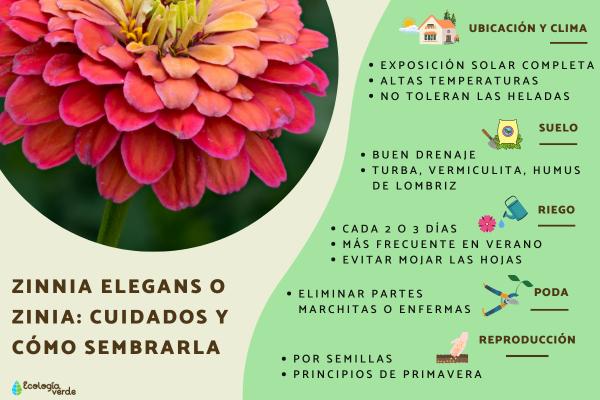 Cómo se cultiva la Zinnia rastrera de forma correcta