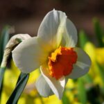 Cómo se cultiva semillas de narcisos de forma adecuada