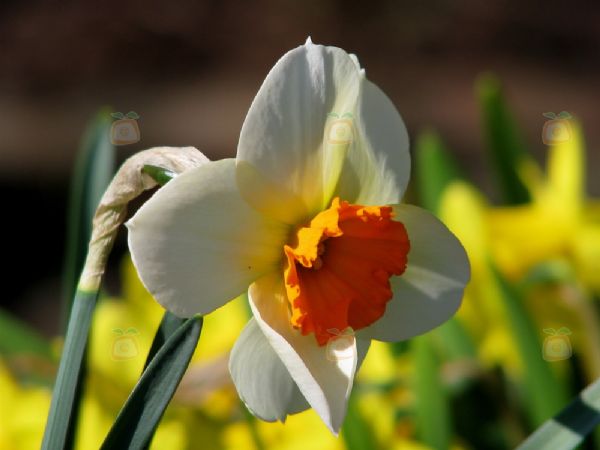 Cómo se cultiva semillas de narcisos de forma adecuada