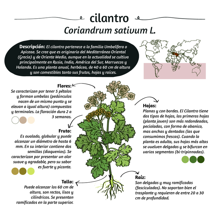 Cómo se cultiva y se utilizan las flores de culantro