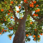 Cómo se cultivan árboles frutales por injertos