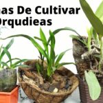 Cómo se cultivan las orquídeas Star Orchid en casa