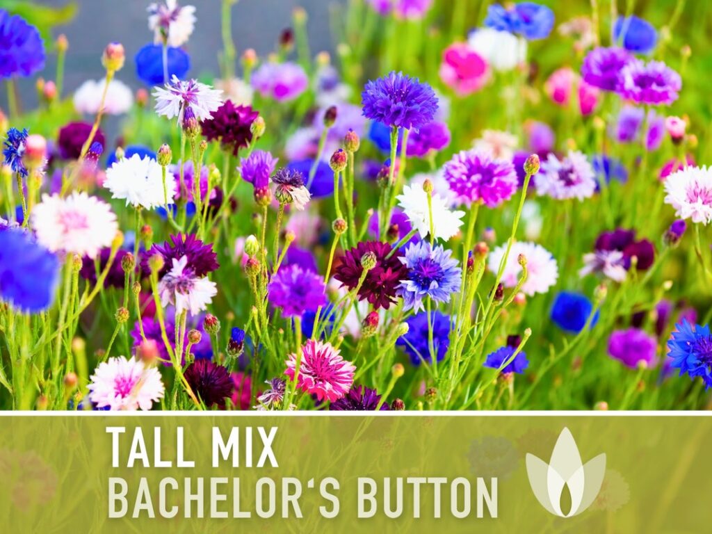 Cómo se cultivan las semillas de botón de soltero en casa