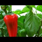 Cómo se cultivan los pimientos tailandeses de manera exitosa