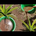 Cómo se debe abonar los árboles de piña Feijoa correctamente