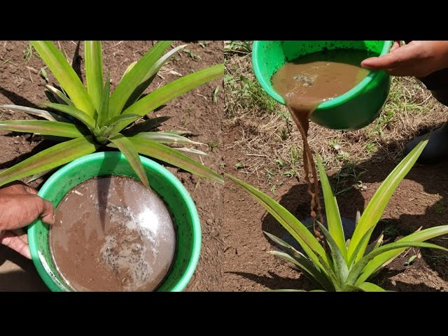 Cómo se debe abonar los árboles de piña Feijoa correctamente