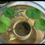 Cómo se debe cuidar la planta de lotus vine de forma adecuada