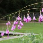 Cómo se debe cuidar la planta Dierama de forma adecuada