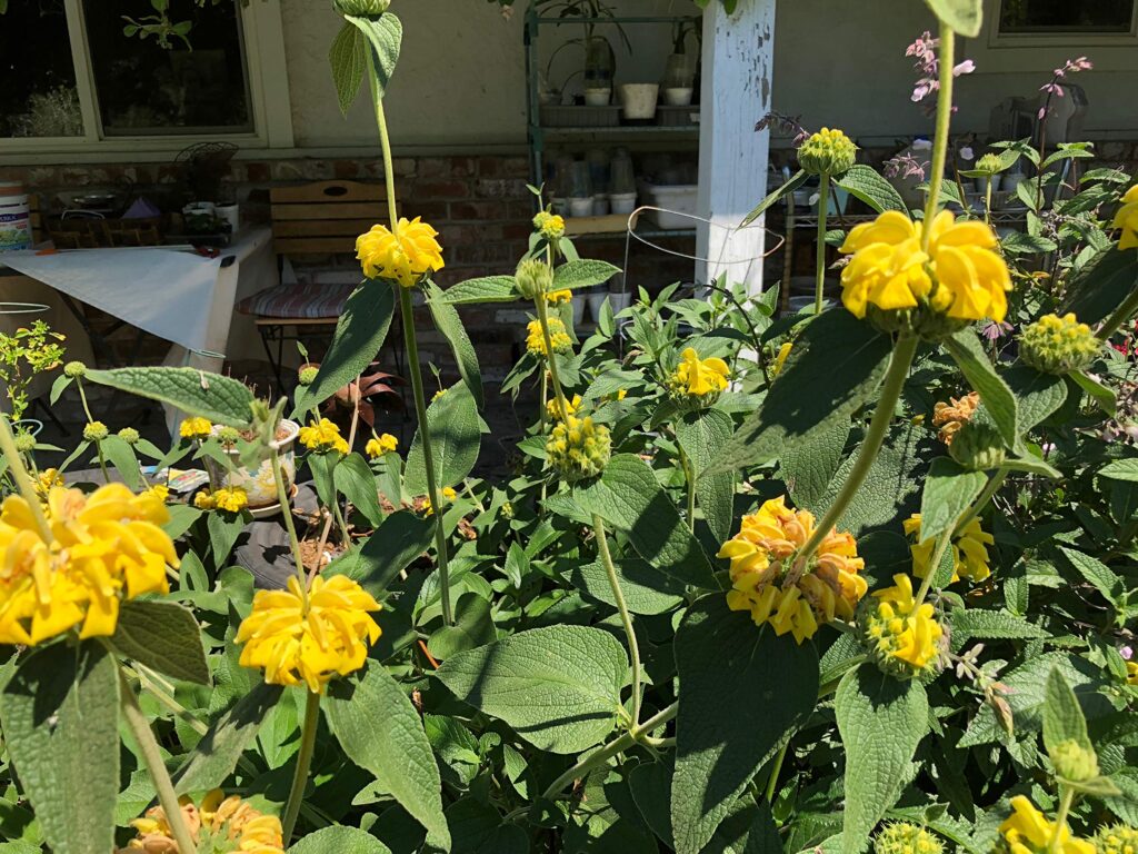 Cómo se debe cuidar la planta Jerusalem Sage en un jardín