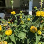 Cómo se debe cuidar la planta Jerusalem Sage en un jardín
