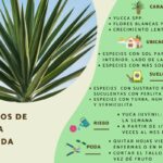Cómo se debe cuidar la Yucca una vez que ha florecido