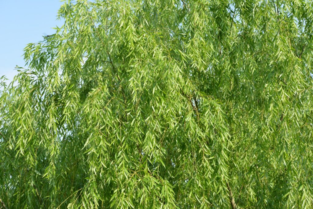 Cómo se debe cuidar un árbol llorón plantado al aire libre
