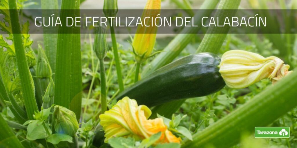 Cómo se debe fertilizar correctamente a las plantas de calabacín