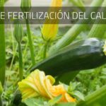 Cómo se debe fertilizar correctamente a las plantas de calabacín