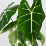 Cómo se debe fertilizar una Alocasia de forma adecuada