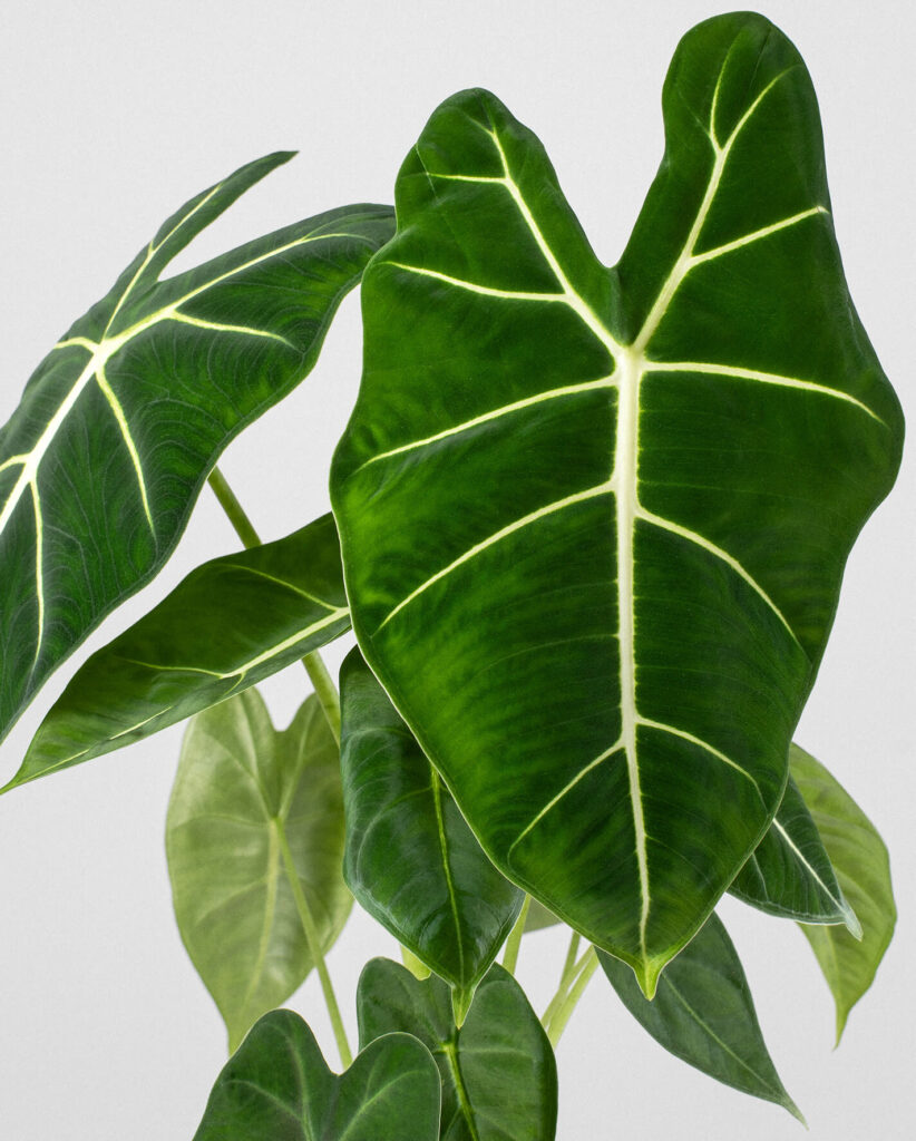 Cómo se debe fertilizar una Alocasia de forma adecuada