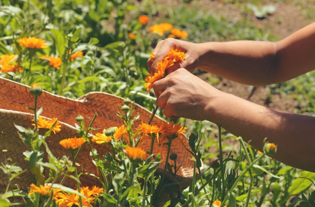 Cómo se debe hacer el deadheading en las caléndulas