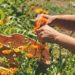 Cómo se debe hacer el deadheading en las caléndulas