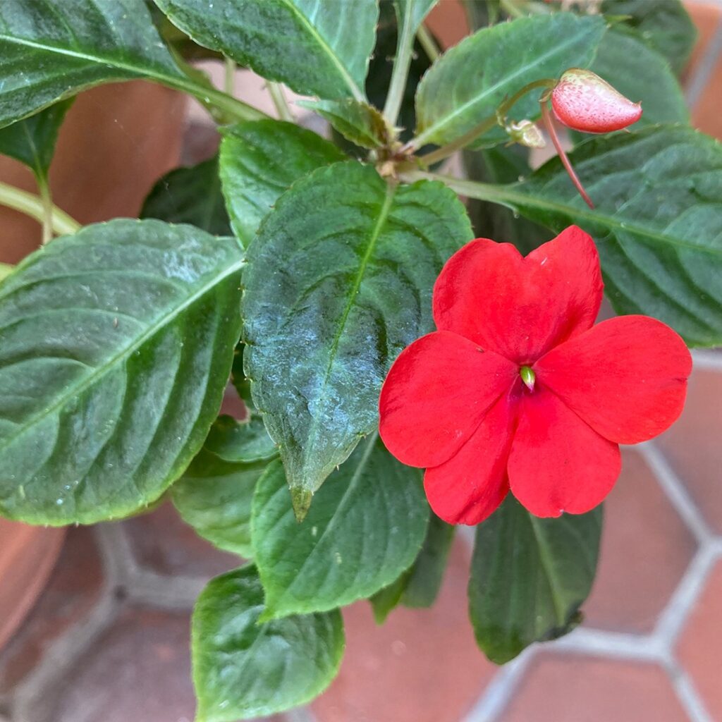 Cómo se debe podar correctamente las impatiens