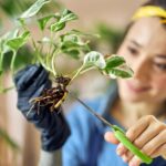 Cómo se debe podar las raíces de los árboles de manera correcta