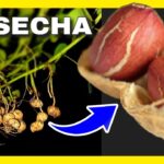 Cómo se debe proceder para curar el maní tras la cosecha