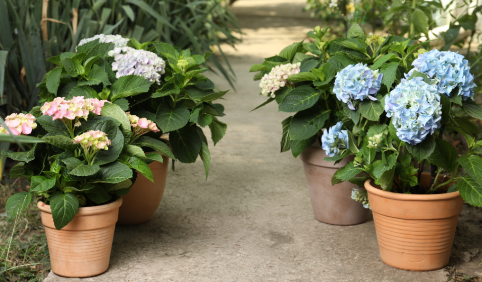 Cómo se debe realizar el trasplante adecuado de hortensias