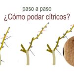Cómo se debe realizar la poda adecuada del limoncillo