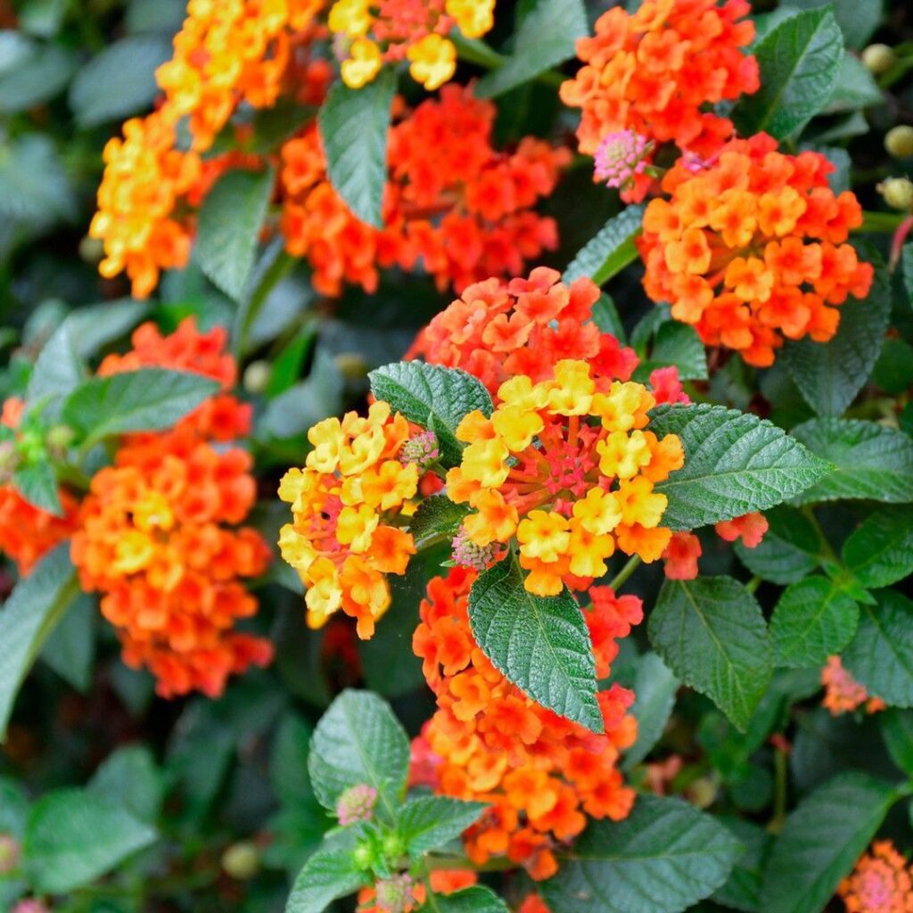 Cómo se debe regar adecuadamente las plantas de Lantana