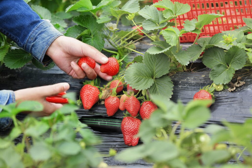 Cómo se debe regar de forma adecuada a las fresas