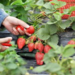 Cómo se debe regar de forma adecuada a las fresas