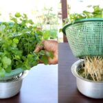 Cómo se debe regar el cilantro cultivado en interiores