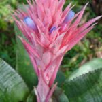 Cómo se debe regar una bromelia en su roseta de hojas