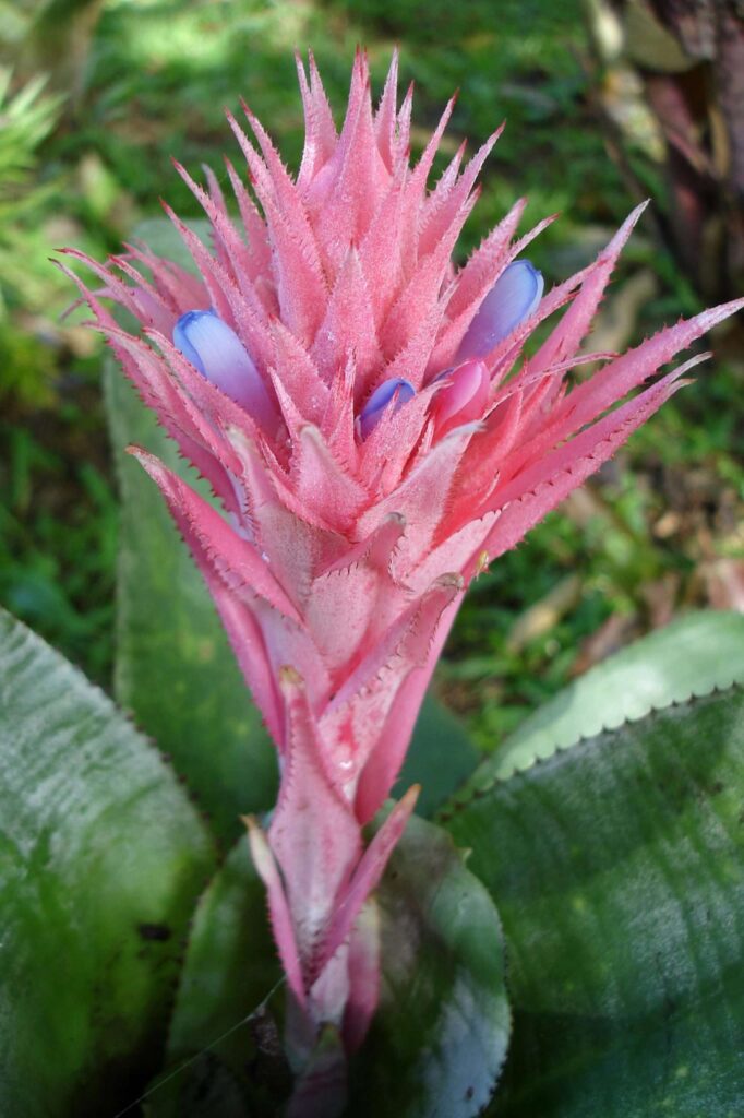 Cómo se debe regar una bromelia en su roseta de hojas