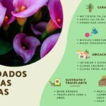 Cómo se debe replantar calas en el exterior de manera correcta