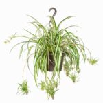 Cómo se debe repotar correctamente una planta araña