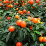 Cómo se deben cuidar las plantas de Jerusalén Cherry