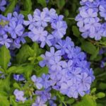 Cómo se deben cuidar las plantas Plumbago azul y morado