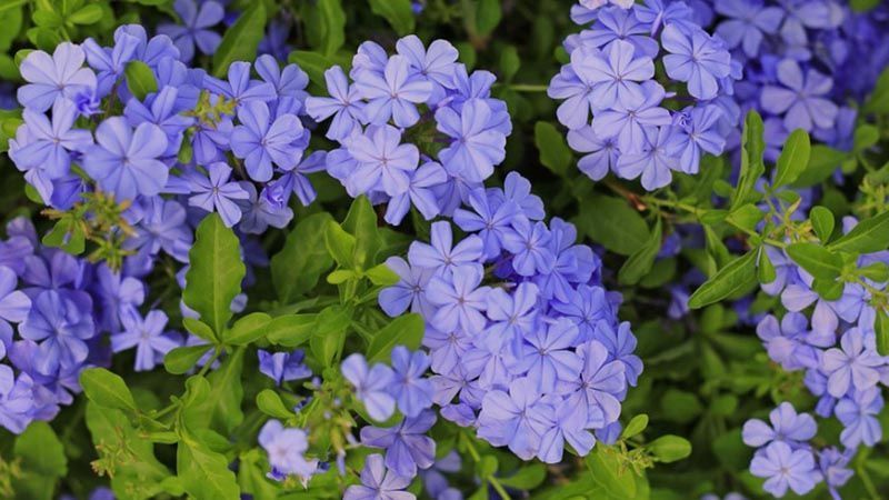 Cómo se deben cuidar las plantas Plumbago azul y morado