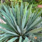 Cómo se deben cuidar las yucas en un jardín al aire libre