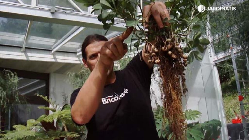 Cómo se deben cuidar los cacahuetes ornamentales en un jardín