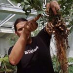 Cómo se deben cuidar los cacahuetes ornamentales en un jardín