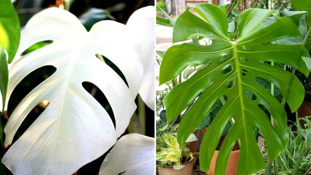 Cómo se desarrollan las plantas albinas sin clorofila