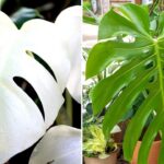 Cómo se desarrollan las plantas albinas sin clorofila