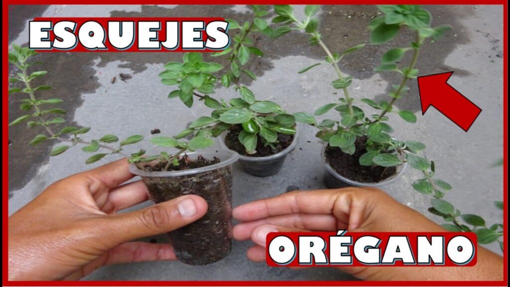 Cómo se enraízan los esquejes de orégano de forma exitosa